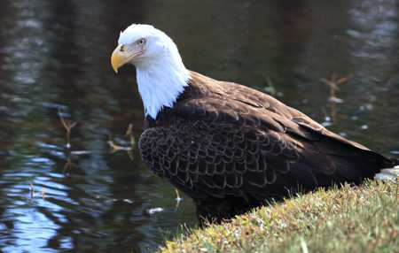 lakeside eagle